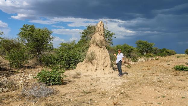 Überall kann man die Wohnhäuser der Termiten sehen. Ein Termitenhügel ist der oberirdische Teil eines Termitenbaus. Termitenhügel können sehr gross werden und mehrere Millionen Termiten beherbergen. In Afrika sind sie offensichtlich ein Bestandteil der  Steppenlandschaften.